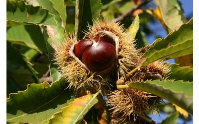 Immagine: Castagna