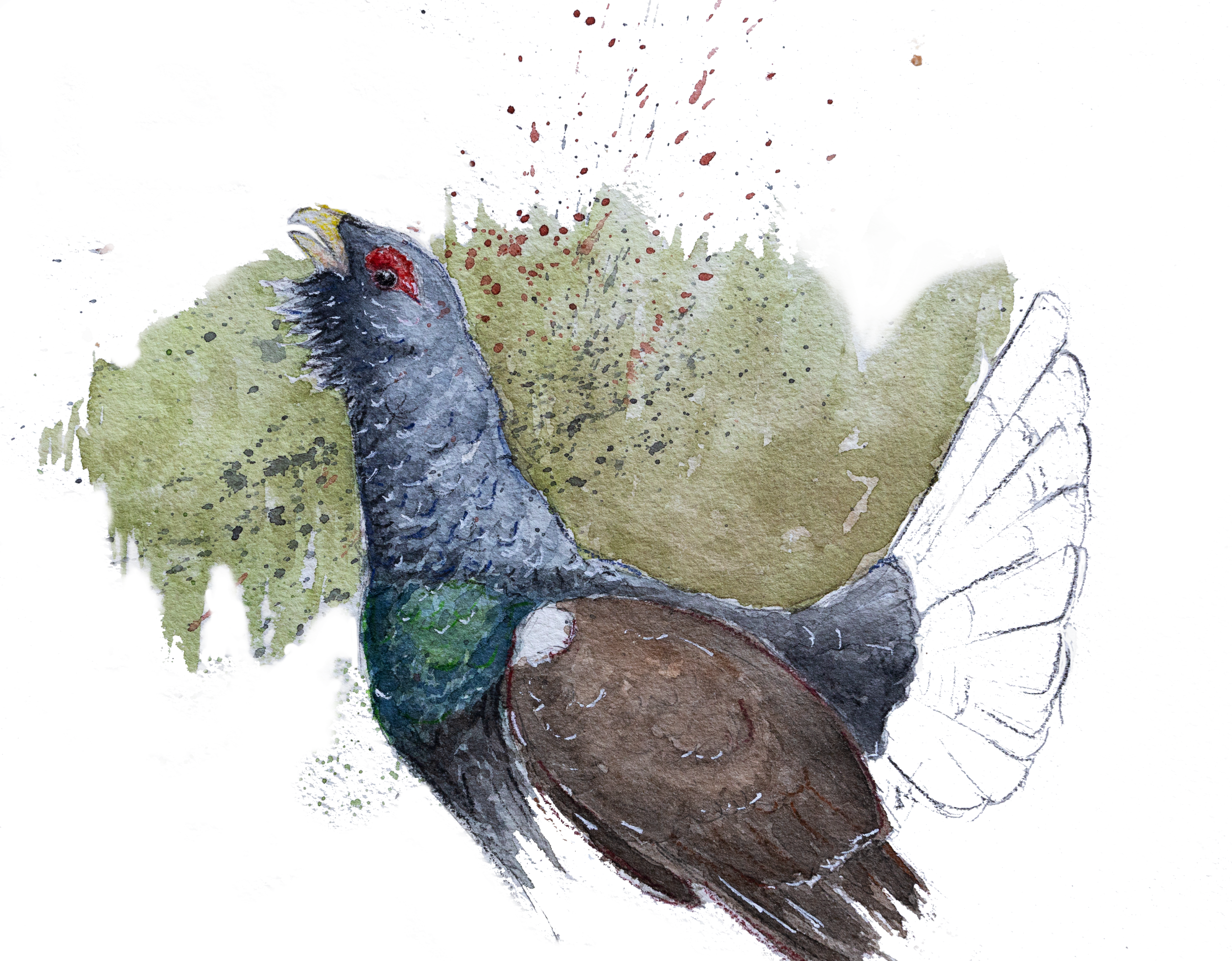 disegno uccello