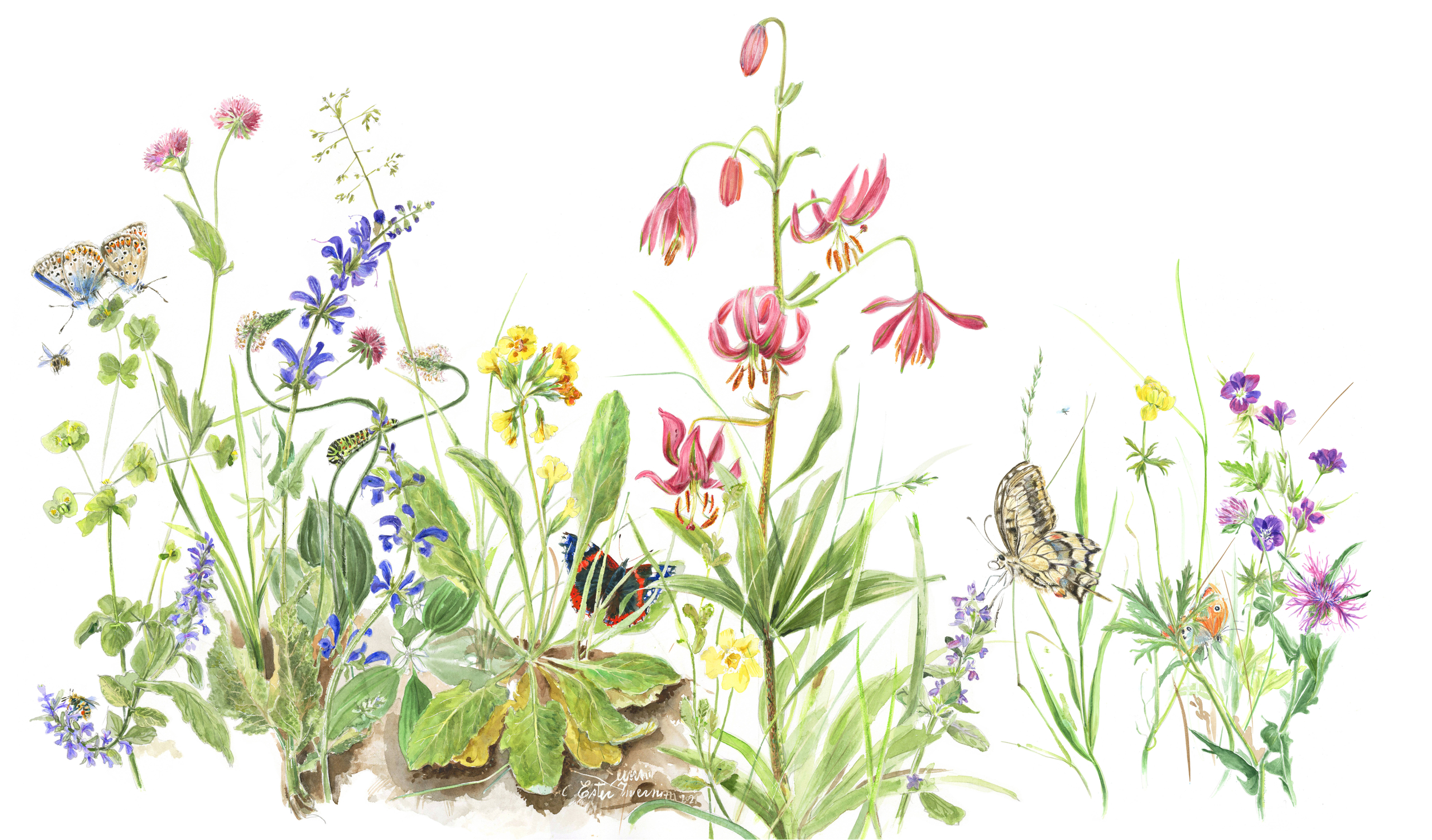 Acquerello di Cinzia Ester Invernizzi