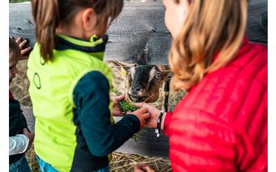 Immagine: Mostra dell'Agricoltura