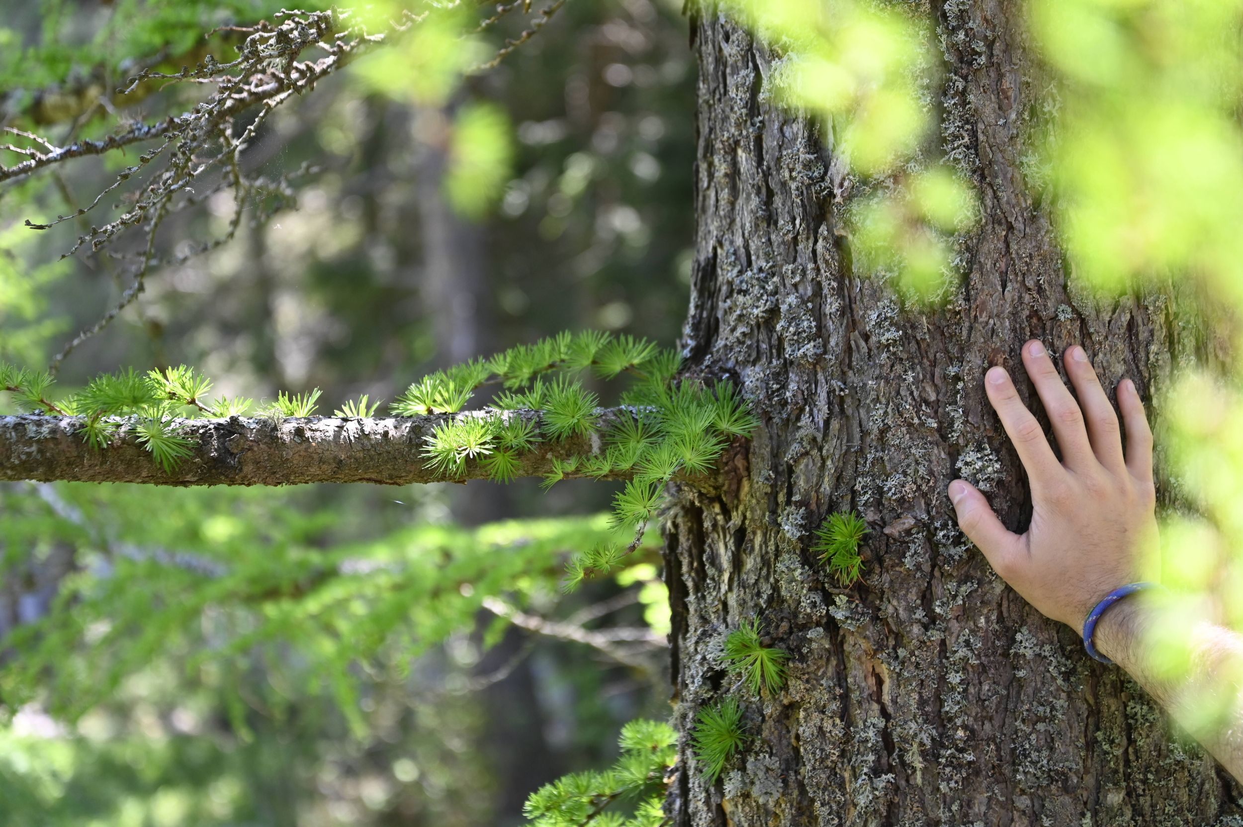 mano che tocca il tronco di un albero