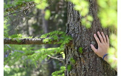 mano che tocca il tronco di un albero