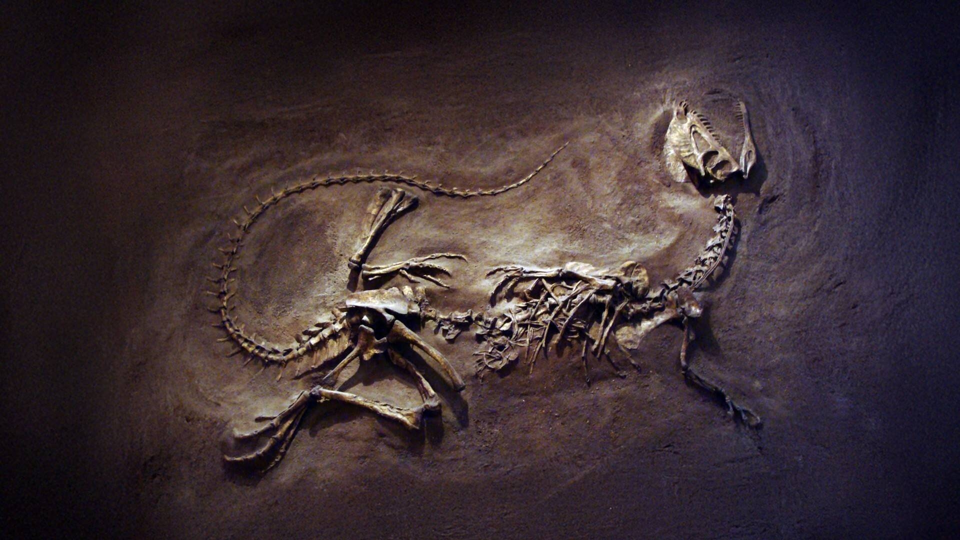 ossa di dinosauro
