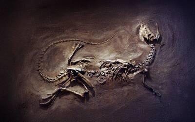 ossa di dinosauro