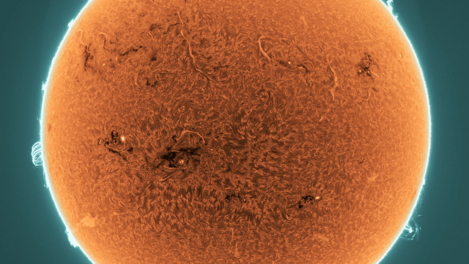 sole