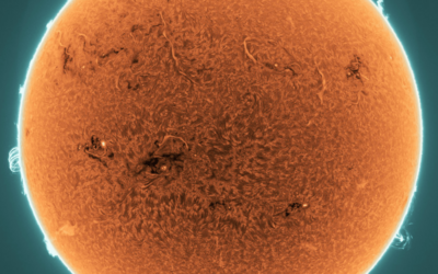 sole